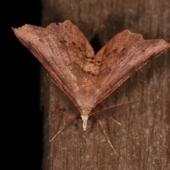 Rhinodia rostraria at Melba, ACT - 20 Feb 2021 10:01 PM