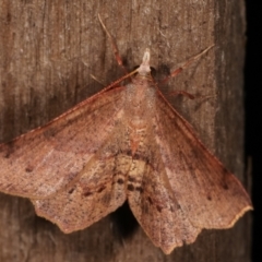 Rhinodia rostraria at Melba, ACT - 20 Feb 2021