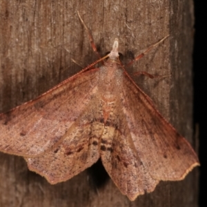 Rhinodia rostraria at Melba, ACT - 20 Feb 2021 10:01 PM