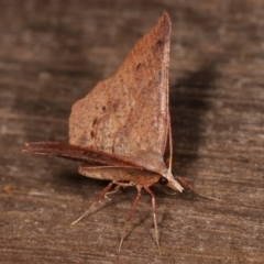 Rhinodia rostraria at Melba, ACT - 20 Feb 2021