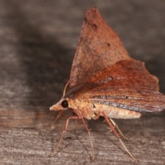 Rhinodia rostraria at Melba, ACT - 20 Feb 2021