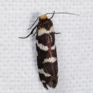 Lepidoscia confluens at Melba, ACT - 20 Feb 2021 10:05 PM