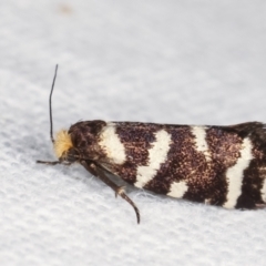 Lepidoscia confluens at Melba, ACT - 20 Feb 2021 10:05 PM