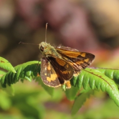 Ocybadistes walkeri (Green Grass-dart) at ANBG - 1 Mar 2021 by RodDeb