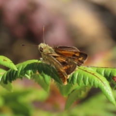 Ocybadistes walkeri at Acton, ACT - 1 Mar 2021 11:37 AM