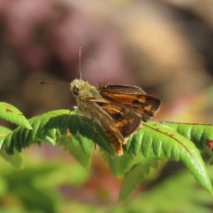 Ocybadistes walkeri at Acton, ACT - 1 Mar 2021 11:37 AM