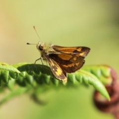 Ocybadistes walkeri at Acton, ACT - 1 Mar 2021 11:37 AM