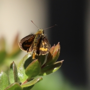 Ocybadistes walkeri at Acton, ACT - 1 Mar 2021