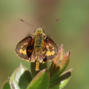 Ocybadistes walkeri at Acton, ACT - 1 Mar 2021 11:37 AM