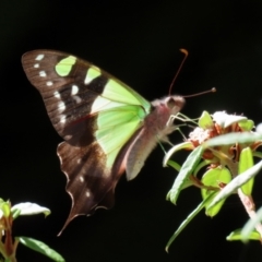 Graphium macleayanum (Macleay's Swallowtail) at ANBG - 1 Mar 2021 by RodDeb