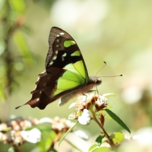 Graphium macleayanum at Acton, ACT - 1 Mar 2021