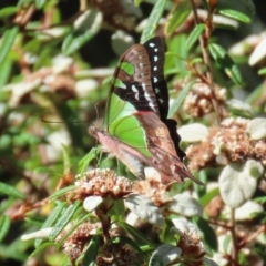 Graphium macleayanum at Acton, ACT - 1 Mar 2021