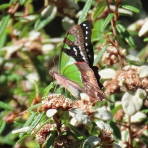 Graphium macleayanum at Acton, ACT - 1 Mar 2021