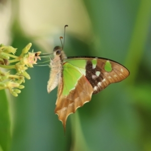 Graphium macleayanum at Acton, ACT - 1 Mar 2021