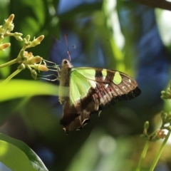 Graphium macleayanum at Acton, ACT - 1 Mar 2021