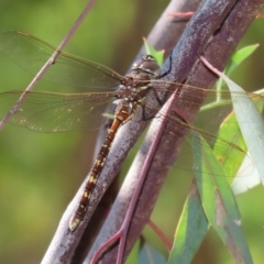 Adversaeschna brevistyla (Blue-spotted Hawker) at Acton, ACT - 1 Mar 2021 by RodDeb