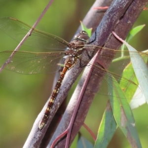 Adversaeschna brevistyla at Acton, ACT - 1 Mar 2021