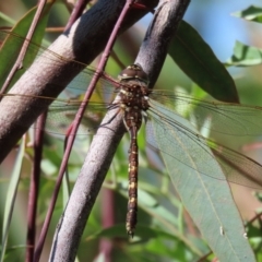 Adversaeschna brevistyla at Acton, ACT - 1 Mar 2021