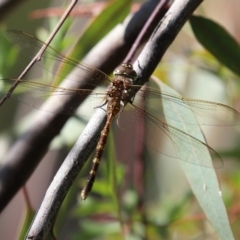 Adversaeschna brevistyla at Acton, ACT - 1 Mar 2021