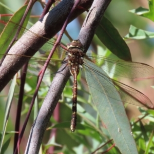 Adversaeschna brevistyla at Acton, ACT - 1 Mar 2021