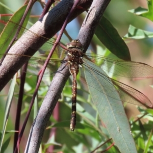 Adversaeschna brevistyla at Acton, ACT - 1 Mar 2021 10:26 AM