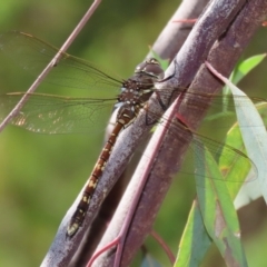 Adversaeschna brevistyla at Acton, ACT - 1 Mar 2021 10:26 AM