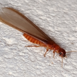 Termitoidae (informal group) at Melba, ACT - 20 Feb 2021 10:09 PM