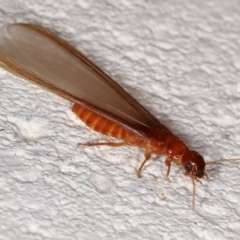 Termitoidae (informal group) (Unidentified termite) at Melba, ACT - 20 Feb 2021 by kasiaaus