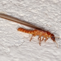 Termitoidae (informal group) at Melba, ACT - 20 Feb 2021