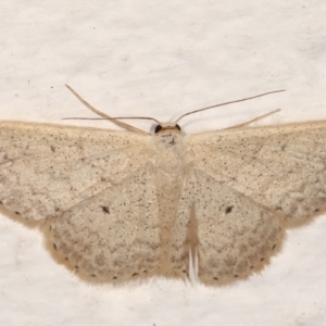 Scopula optivata at Melba, ACT - 20 Feb 2021