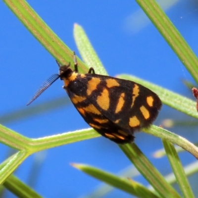 Asura lydia (Lydia Lichen Moth) at Acton, ACT - 1 Mar 2021 by RodDeb