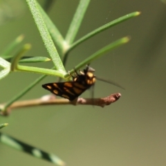 Asura lydia at Acton, ACT - 1 Mar 2021 11:15 AM