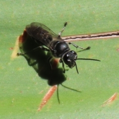 Pison sp. (genus) (Black mud-dauber wasp) at Acton, ACT - 1 Mar 2021 by RodDeb