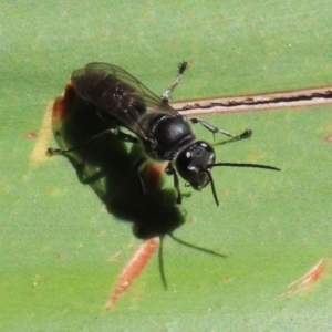 Pison sp. (genus) at Acton, ACT - 1 Mar 2021