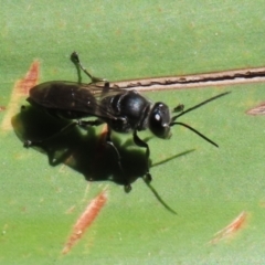 Pison sp. (genus) at Acton, ACT - 1 Mar 2021 11:46 AM