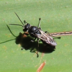 Pison sp. (genus) at Acton, ACT - 1 Mar 2021