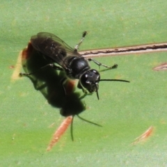 Pison sp. (genus) at Acton, ACT - 1 Mar 2021 11:46 AM