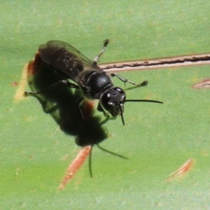 Pison sp. (genus) at Acton, ACT - 1 Mar 2021