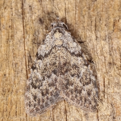 Nola pothina (Pothina Tuft-moth) at Melba, ACT - 20 Feb 2021 by kasiaaus