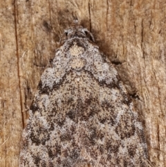 Nola pothina at Melba, ACT - 20 Feb 2021 10:13 PM