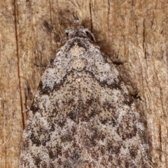 Nola (genus) at Melba, ACT - 20 Feb 2021