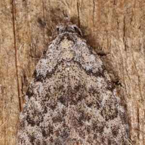 Nola (genus) at Melba, ACT - 20 Feb 2021