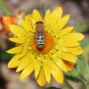 Bembix sp. (genus) at Acton, ACT - 1 Mar 2021