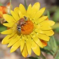 Bembix sp. (genus) at Acton, ACT - 1 Mar 2021