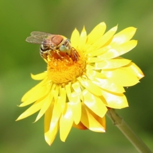 Bembix sp. (genus) at Acton, ACT - 1 Mar 2021