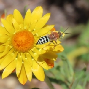 Bembix sp. (genus) at Acton, ACT - 1 Mar 2021