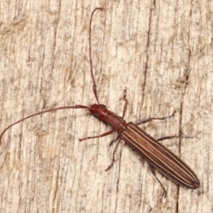 Syllitus grammicus at Melba, ACT - 20 Feb 2021 10:15 PM