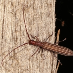 Syllitus grammicus at Melba, ACT - 20 Feb 2021 10:15 PM