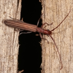 Syllitus grammicus at Melba, ACT - 20 Feb 2021 10:15 PM