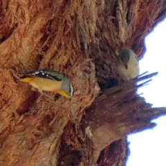 Pardalotus punctatus (Spotted Pardalote) at ANBG - 28 Feb 2021 by RodDeb